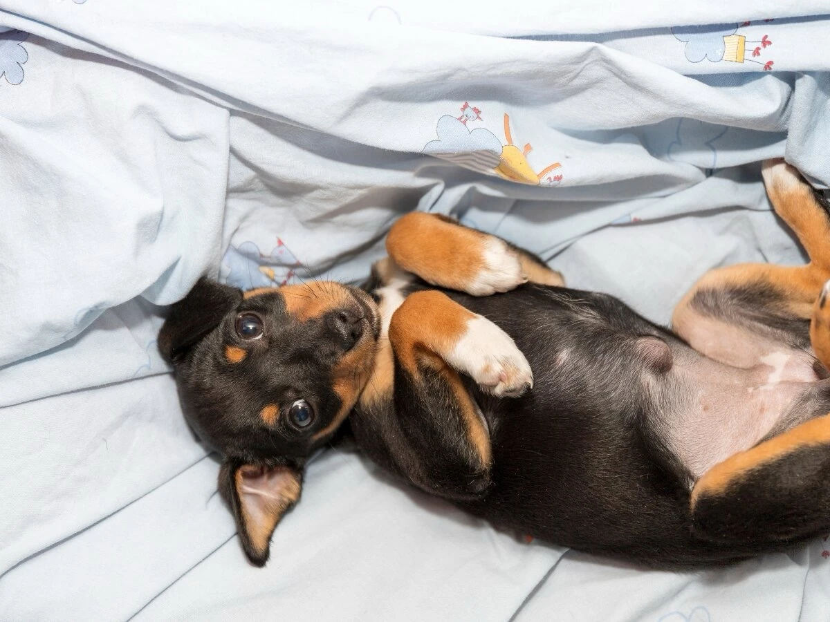 腹を見せて寝転がる犬