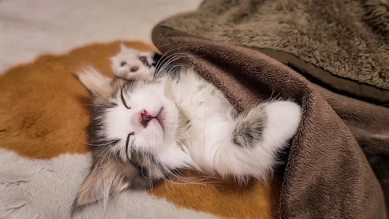 昼寝をする仔猫