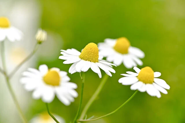 medium_e7cdf47c-b389-4965-b0ba-56458bb10d89