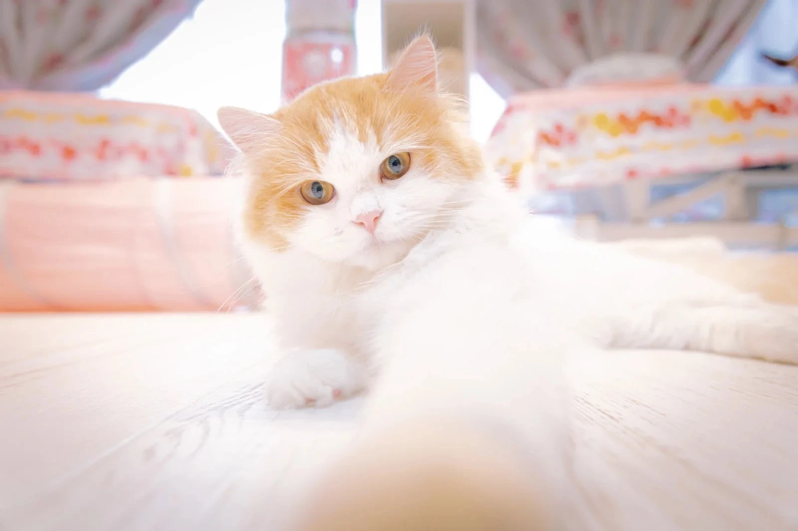 愛らしい表情の仔猫