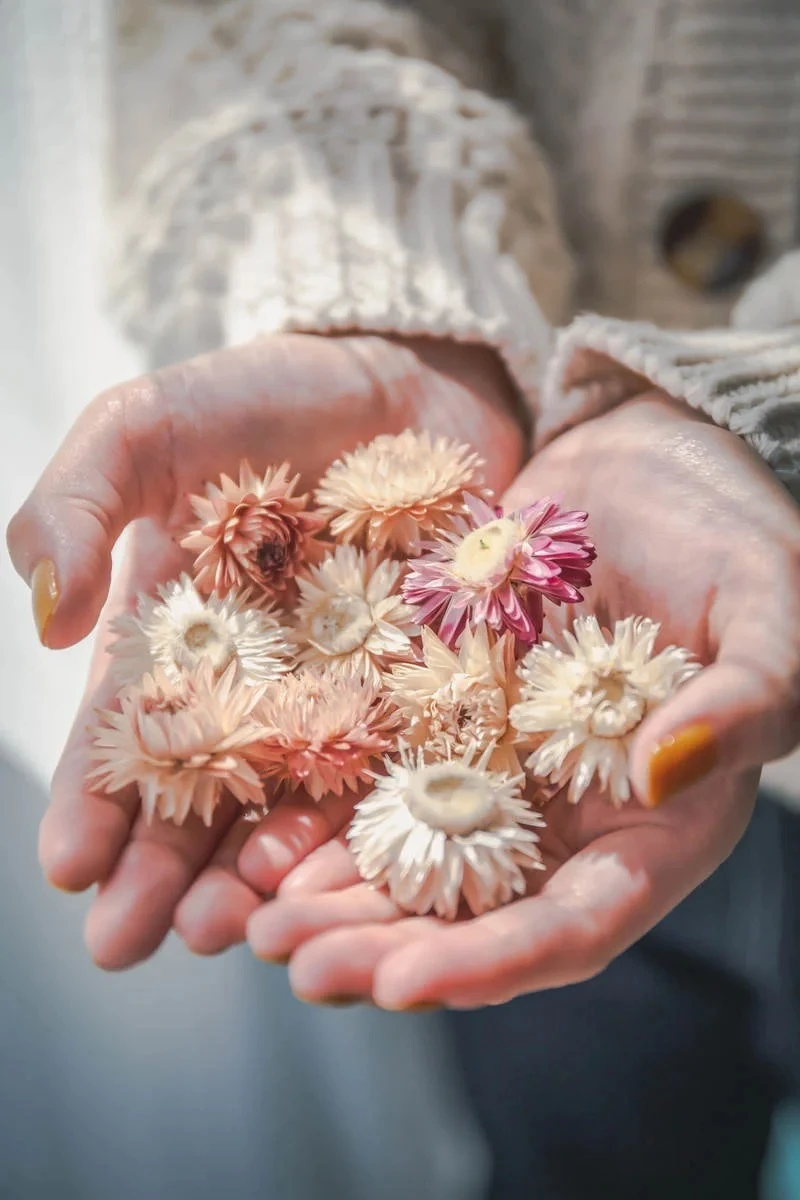掌の中の色とりどりの花びら