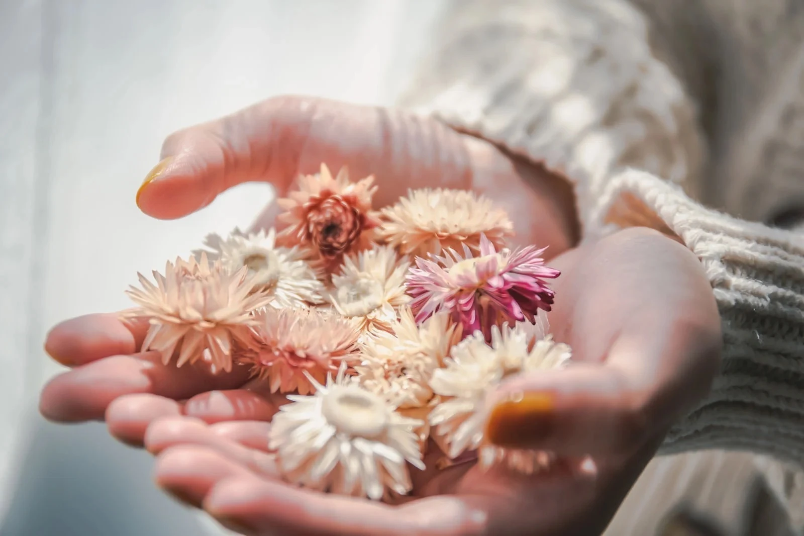 女性の掌の上のドライフラワーの花びら